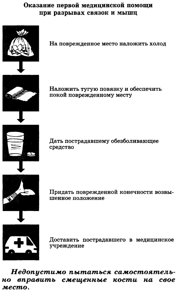 Портняжная мышца. Где находится, фото, функции