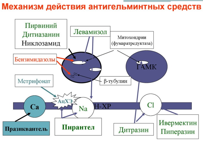 Противоглистные препараты для человека широкого спектра действия