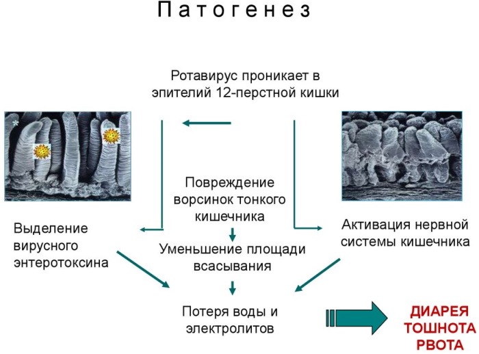 Ротавирус как передается от человека к человеку. Инкубационный период