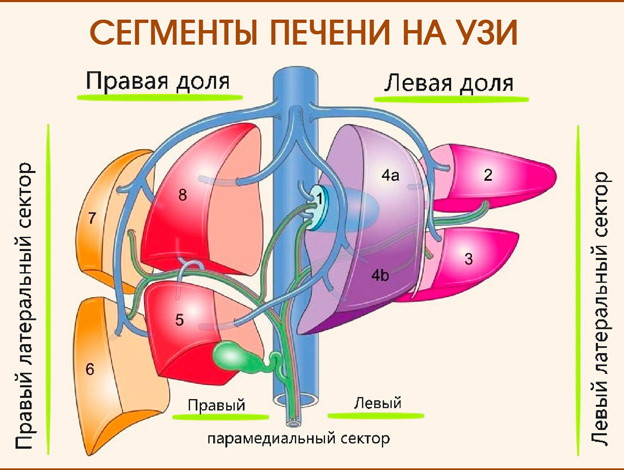 Сегменты печени узи фото