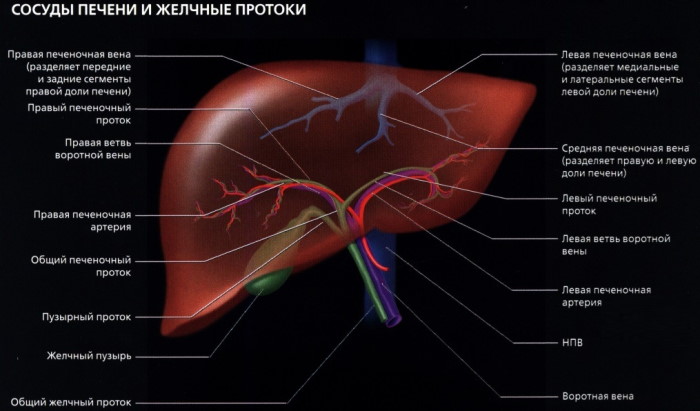 Сегменты печени узи фото