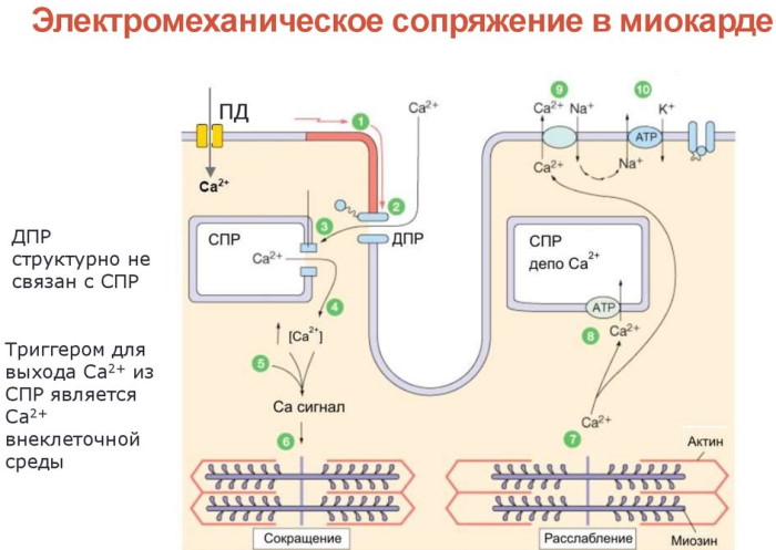 Сердце у человека. Где находится, расположено, фото