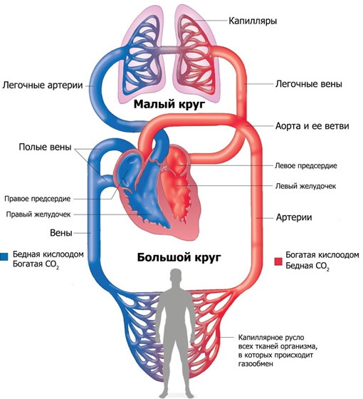 Сердце у человека. Где находится, расположено, фото