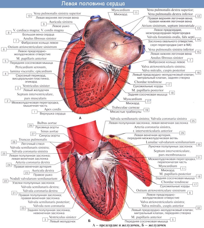 Сердце у человека. Где находится, расположено, фото