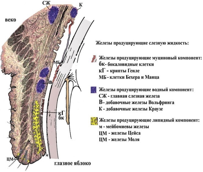 Сухость в глазах. Причины и лечение, капли