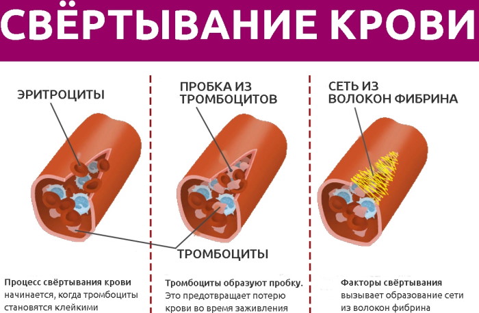 Свертываемость крови: норма у женщин из вены, пальца по возрасту