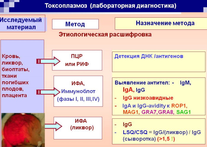 Токсоплазмоз у женщин. Симптомы и лечение