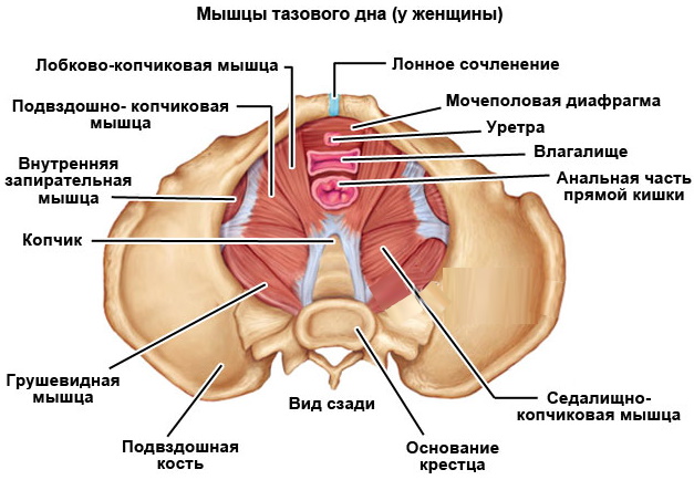 Тренировка мышц тазового дна для женщин