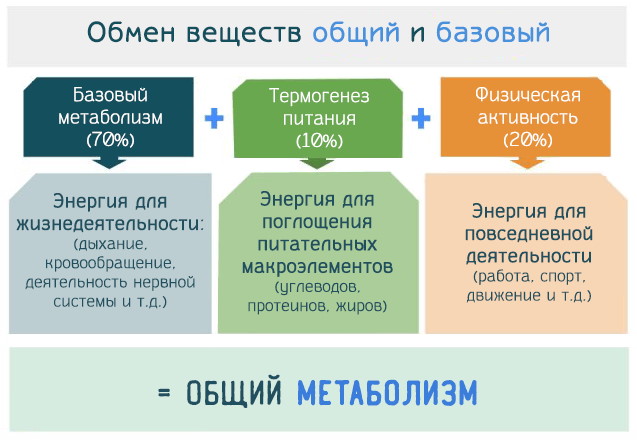 Базальный метаболизм (основной обмен веществ). Что это, как рассчитать уровень