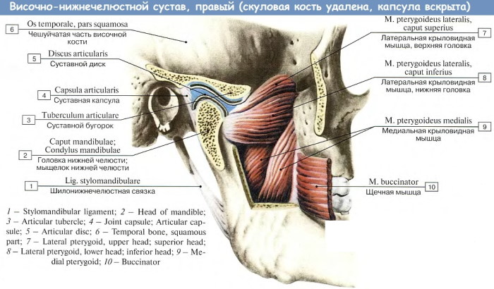 Дисфункция височно-нижнечелюстного сустава. Симптомы и лечение