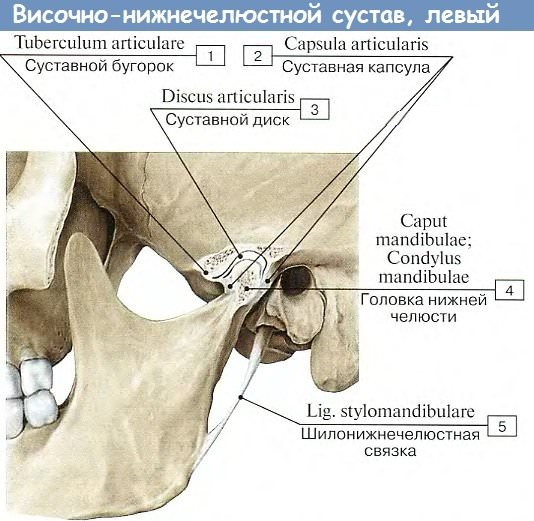 Дисфункция височно-нижнечелюстного сустава. Симптомы и лечение