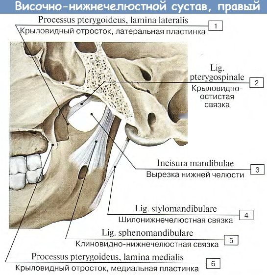 Дисфункция височно-нижнечелюстного сустава. Симптомы и лечение