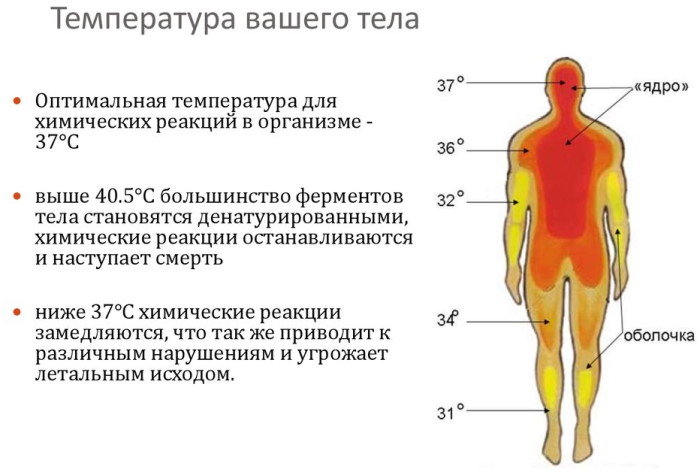 Холодный нос у человека. Причины и лечение