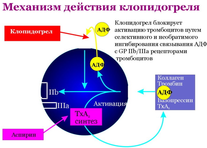 Клопидогрель. Инструкция, показания к применению, цена, отзывы