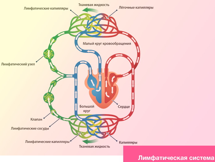 Лимфатическая система (лимфа). Как улучшить, разогнать, восстановить