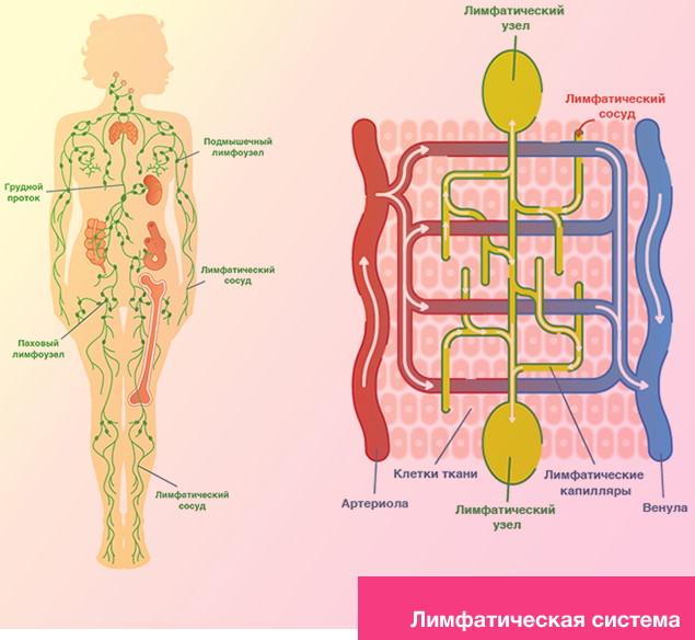 Лимфатическая система (лимфа). Как улучшить, разогнать, восстановить