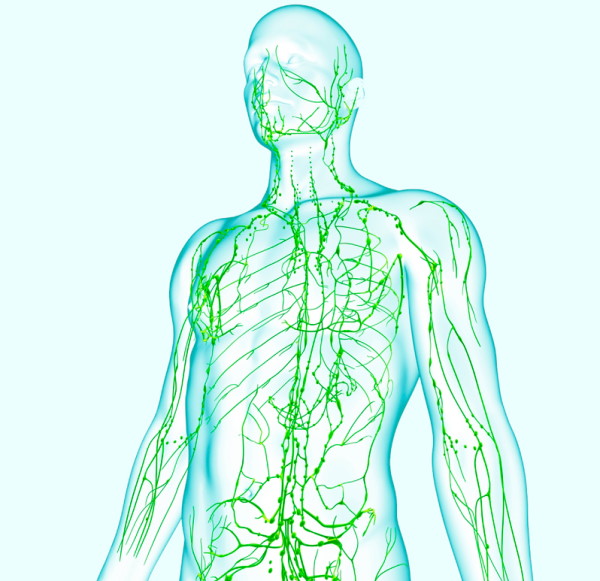 Лимфатическая система (лимфа). Как улучшить, разогнать, восстановить