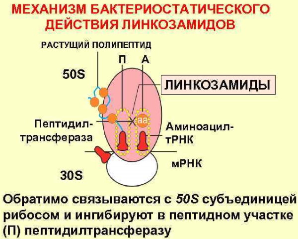 Мази с антибиотиком широкого спектра действия от кожных заболеваний