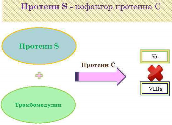 Протеин S понижен при беременности: опасно или нет?