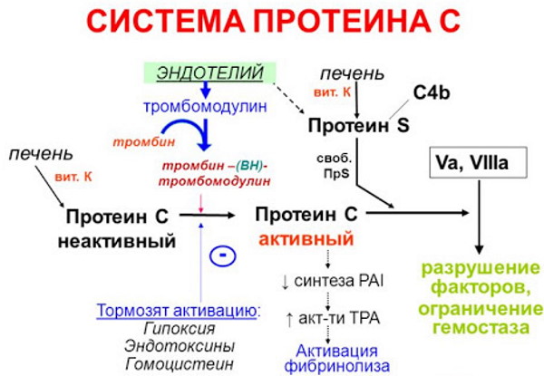 Протеин S понижен при беременности: опасно или нет?