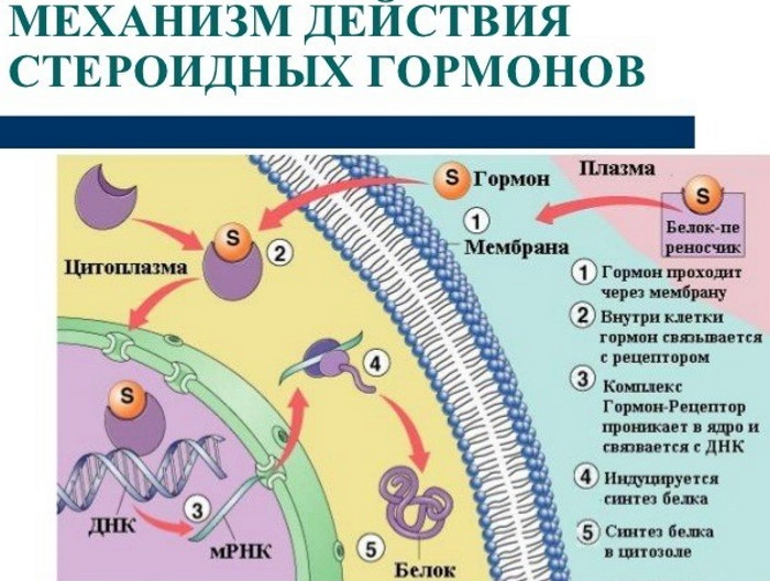 Анаполон (Оксиметолон). Цена, отзывы, инструкция по применению