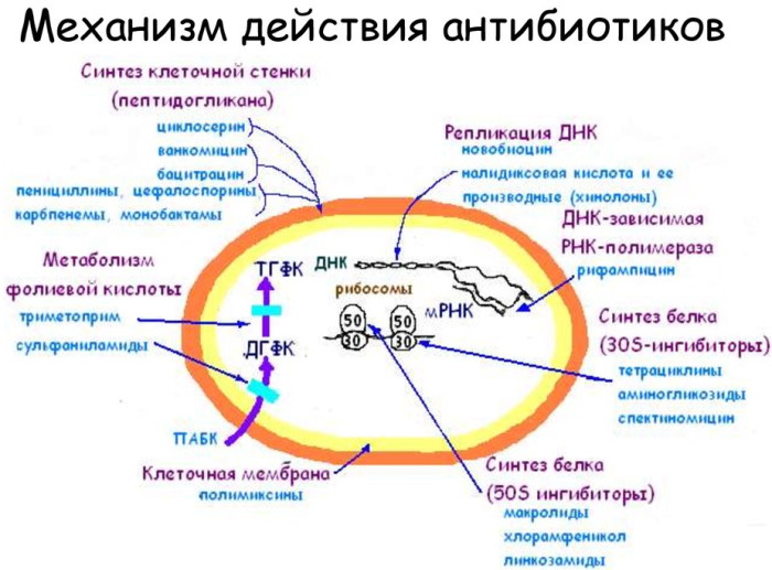 Антибиотики при воспалении почек у женщин. Список