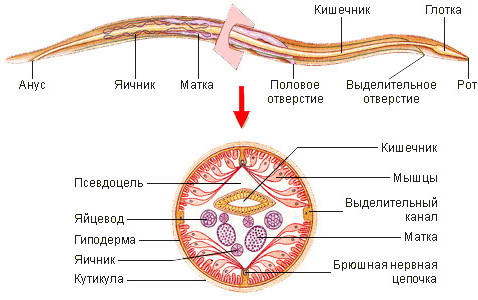 Аскаридоз у взрослых. Симптомы и лечение, препараты