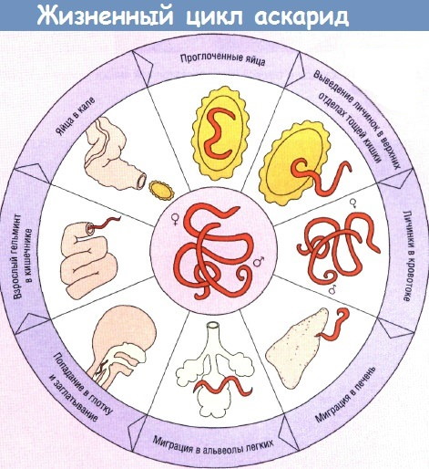 Аскаридоз у взрослых. Симптомы и лечение, препараты