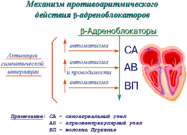 Бета-блокаторы. Механизм действия, фармакология, классификация