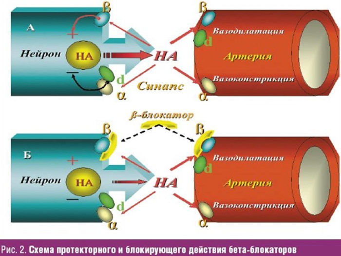 Бета-блокаторы. Механизм действия, фармакология, классификация