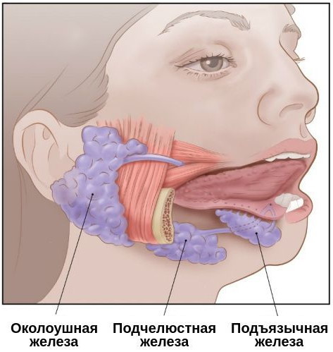 Болит горло и закладывает уши, нос, температура. Причины