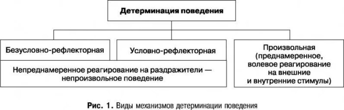 Детерминация в психологии. Что это, определение, примеры социокультурная, социальная, личности