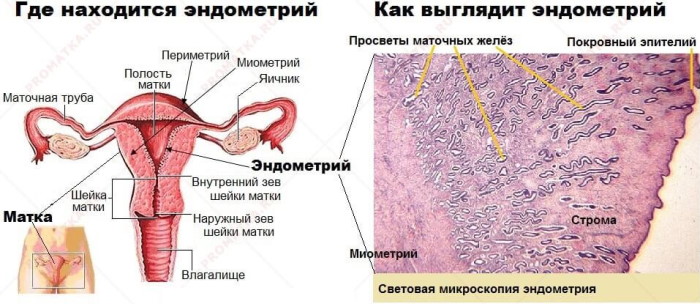 Эндометрий при менопаузе. Норма толщины