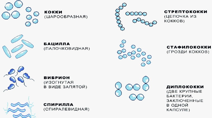 Кокки в мазке у мужчин. Что это такое, норма грам кокки