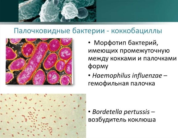 Кокки в мазке у мужчин. Что это такое, норма грам кокки