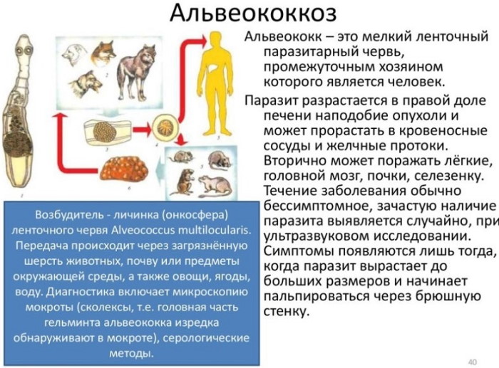 Мурашки и озноб по телу у женщин. Причины, что это такое