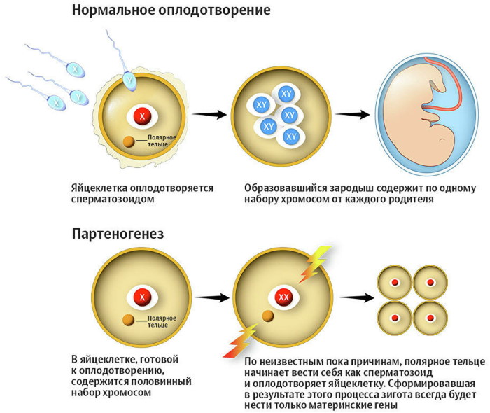 Партеногенез это бесполое размножение. Виды, примеры