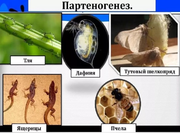 Партеногенез это бесполое размножение. Виды, примеры