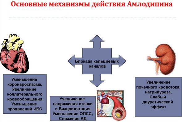 Амлодипин и Лизиноприл вместе можно принимать? Схема приема