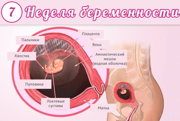 Розовые выделения на 7 неделе беременности. Причины