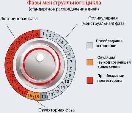 Тест на овуляцию. Как правильно делать, как работает, цены