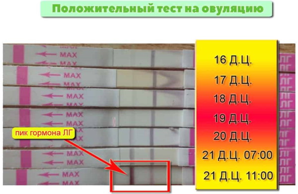Тест на овуляцию. Как правильно делать, как работает, цены