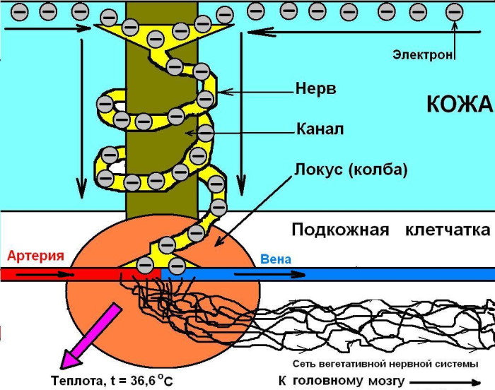 Точки здоровья на ладонях рук. Фото, акупунктурные точки массажа