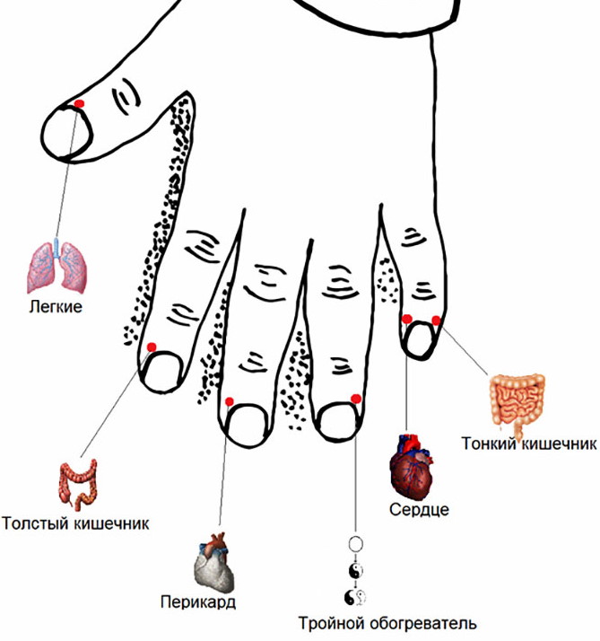 Точки здоровья на ладонях рук. Фото, акупунктурные точки массажа