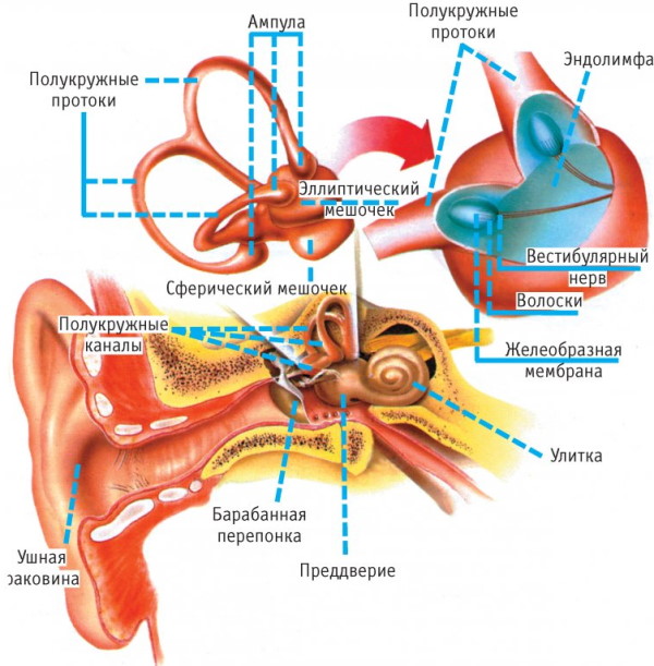 Как тренировать вестибулярный аппарат, как улучшить взрослому, детям