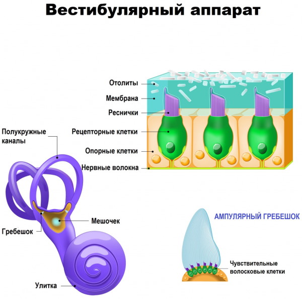 Как тренировать вестибулярный аппарат, как улучшить взрослому, детям