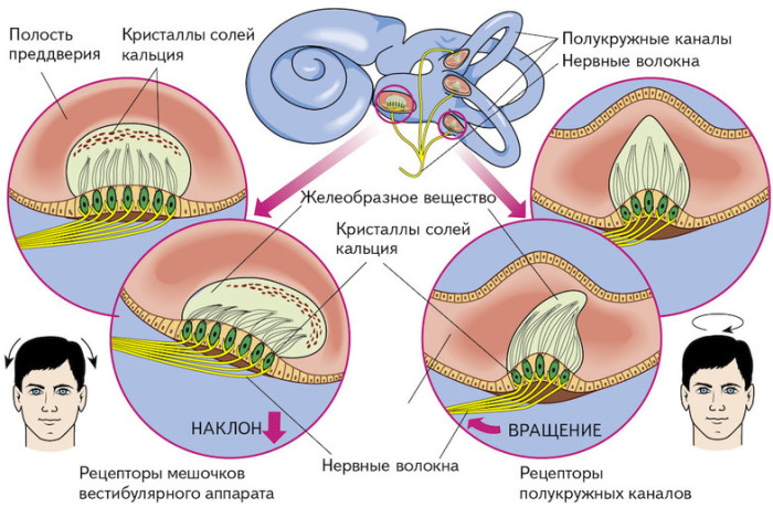 Как тренировать вестибулярный аппарат, как улучшить взрослому, детям