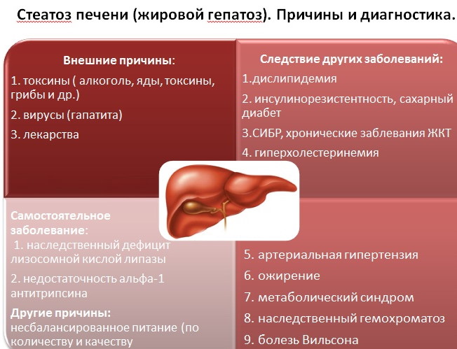 Жировая дистрофия печени. Причины, симптомы, лечение