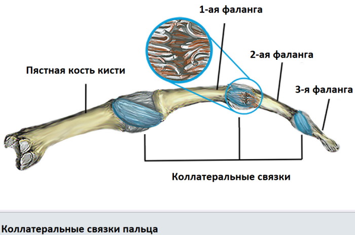 Анатомия кисти руки человека: сухожилия и связки, мышцы, нервы