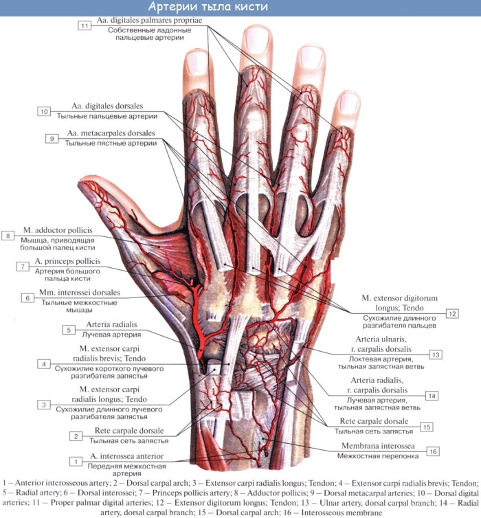 Анатомия кисти руки человека: сухожилия и связки, мышцы, нервы